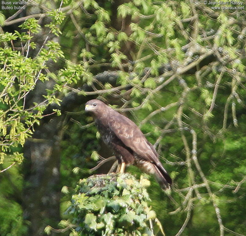 Common Buzzard, identification