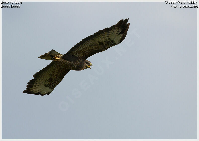 Common Buzzard, Flight