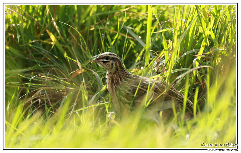 Common Quail, identification