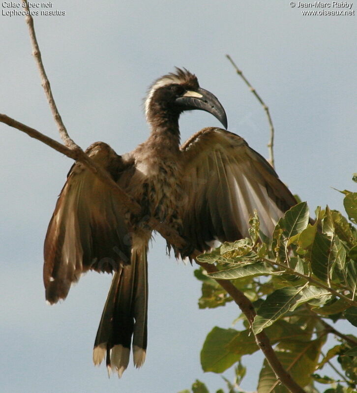 African Grey Hornbill