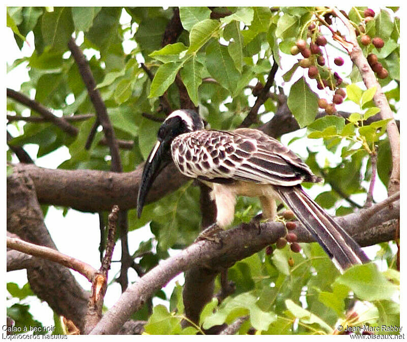 African Grey Hornbill, identification