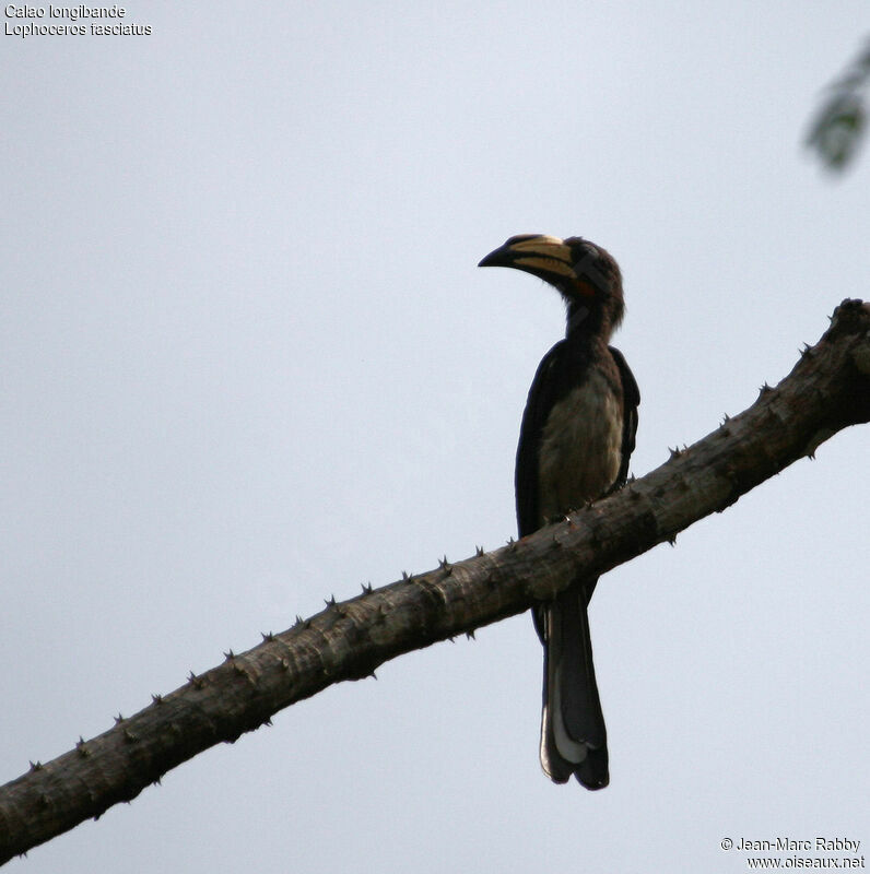 Congo Pied Hornbill