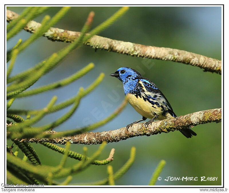 Turquoise Tanager, identification