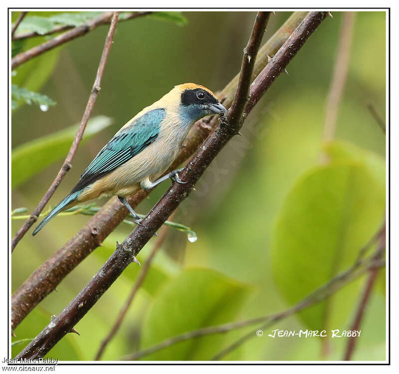 Burnished-buff Tanager male adult, identification