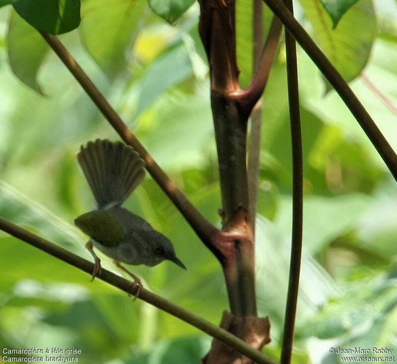 Green-backed Camaroptera