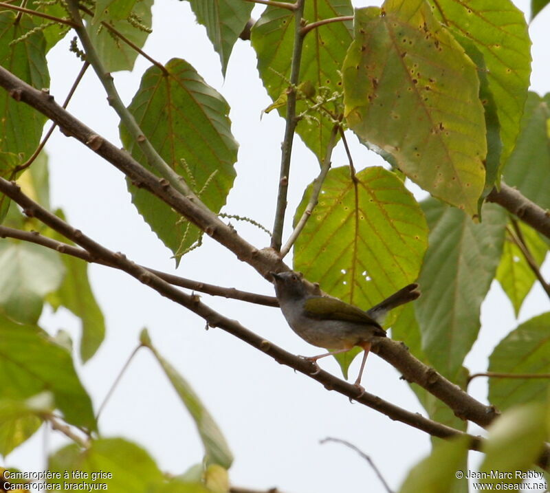 Green-backed Camaroptera