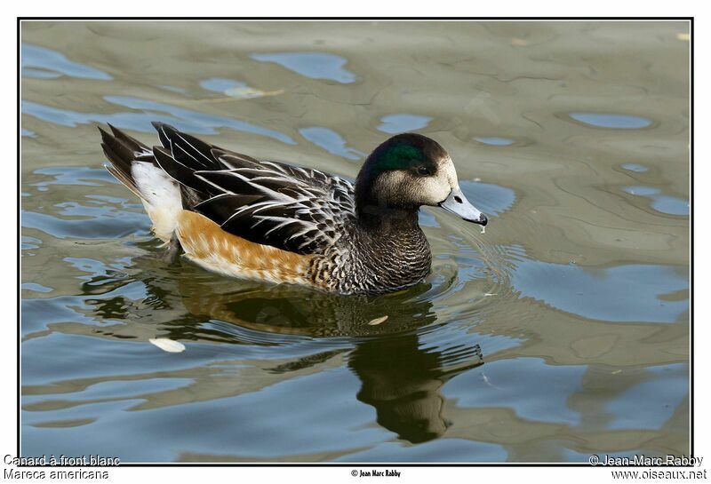 American Wigeon, identification