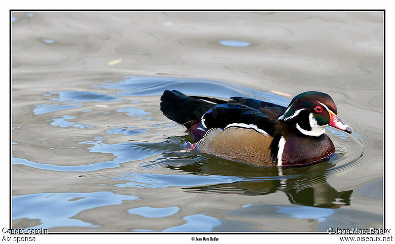 Wood Duck, identification