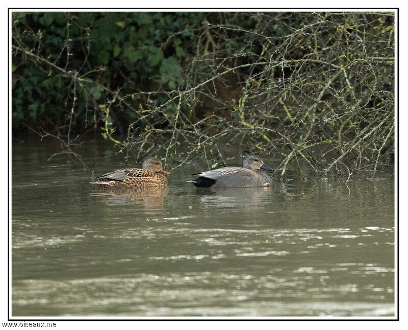 Gadwall , identification