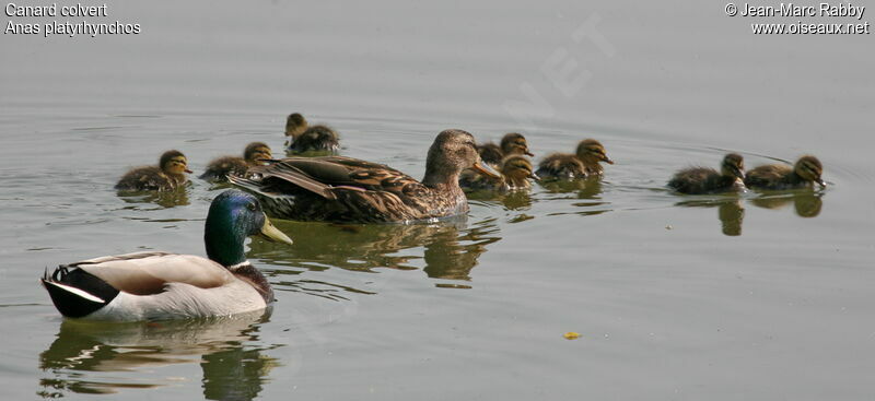 Canard colvert 