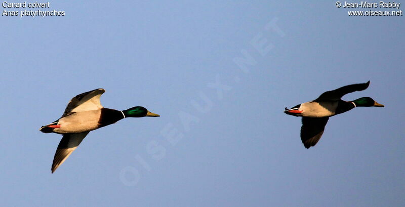 Canard colvert, Vol