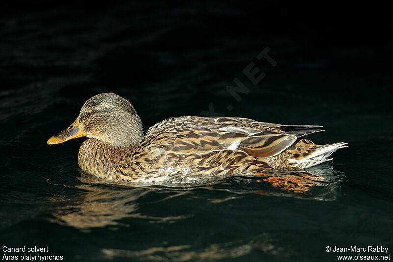 Canard colvert femelle, identification