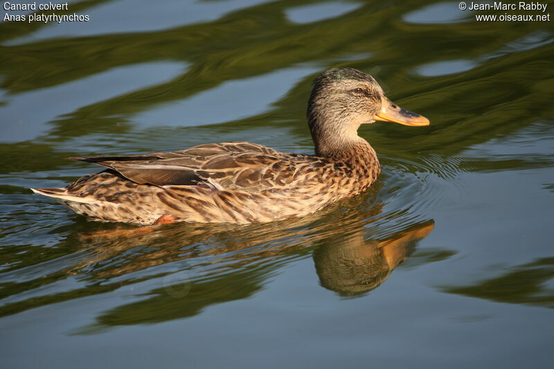 Canard colvert femelle, identification