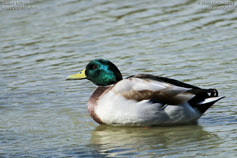 Mallard male