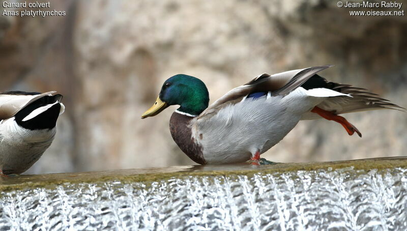 Mallard male, identification