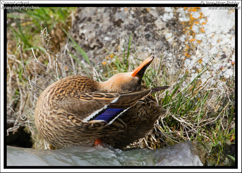 Canard colvert femelle, identification