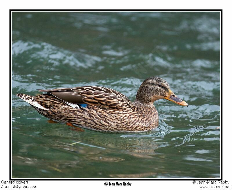 Mallard female, identification