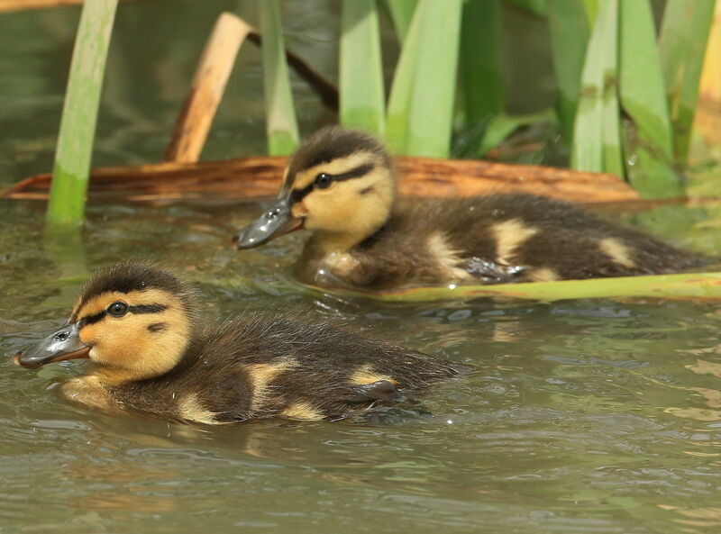 Mallard, identification