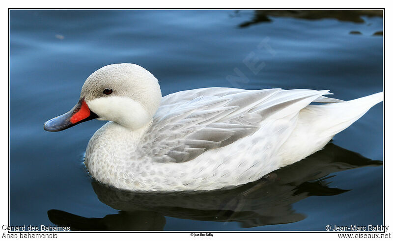 Canard des Bahamas, identification