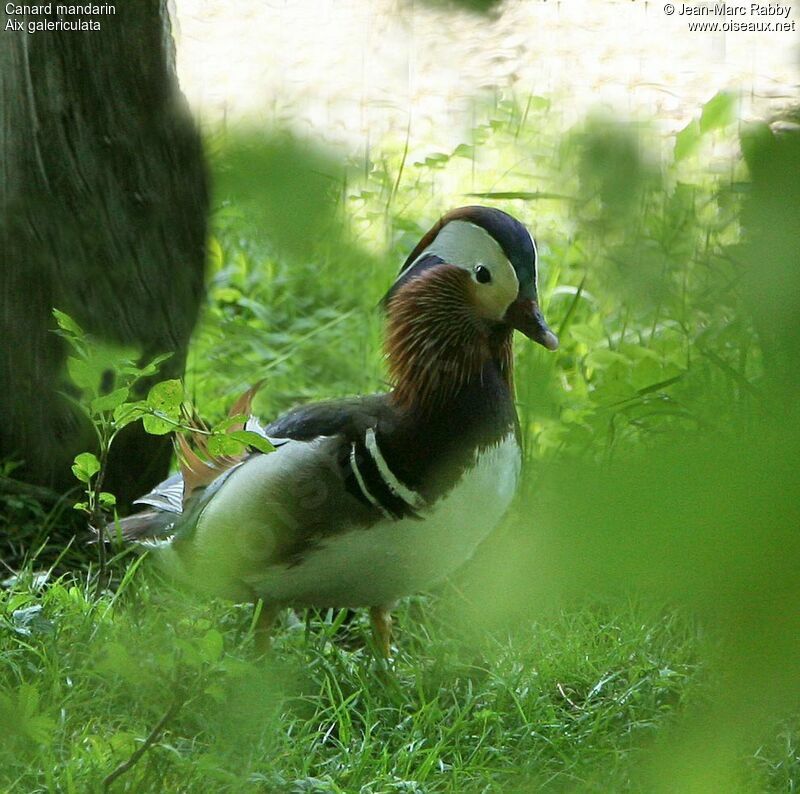 Canard mandarin mâle, identification