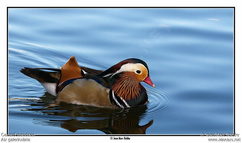 Canard mandarin, identification