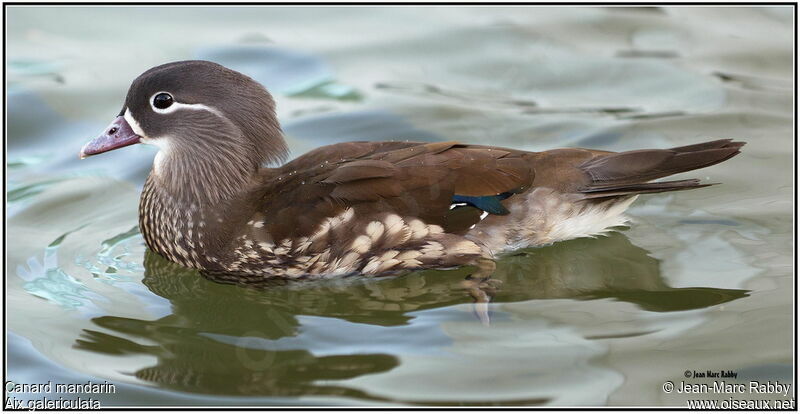 Mandarin Duck male juvenile, identification