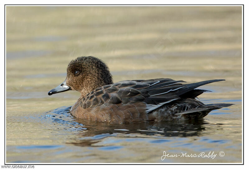 Canard siffleur, identification