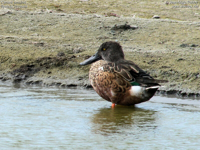 Canard souchet mâle, identification