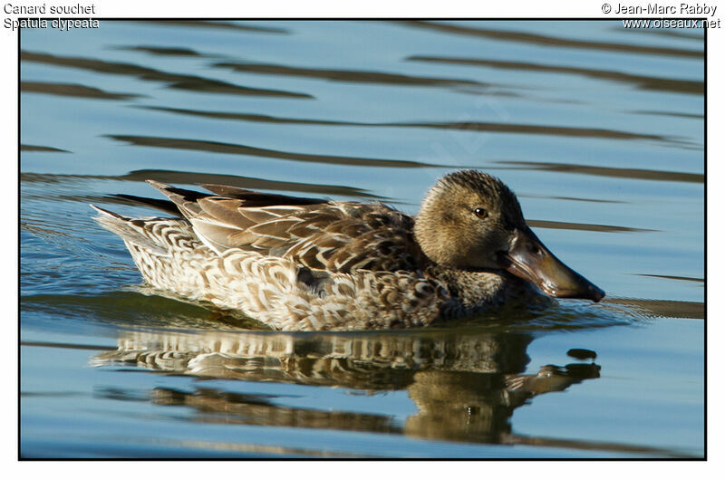 Canard souchet femelle, identification, chant