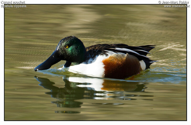 Canard souchet mâle, identification