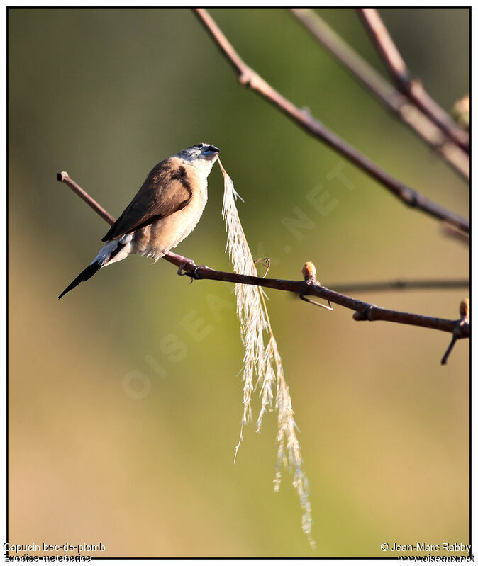 Indian Silverbill, identification