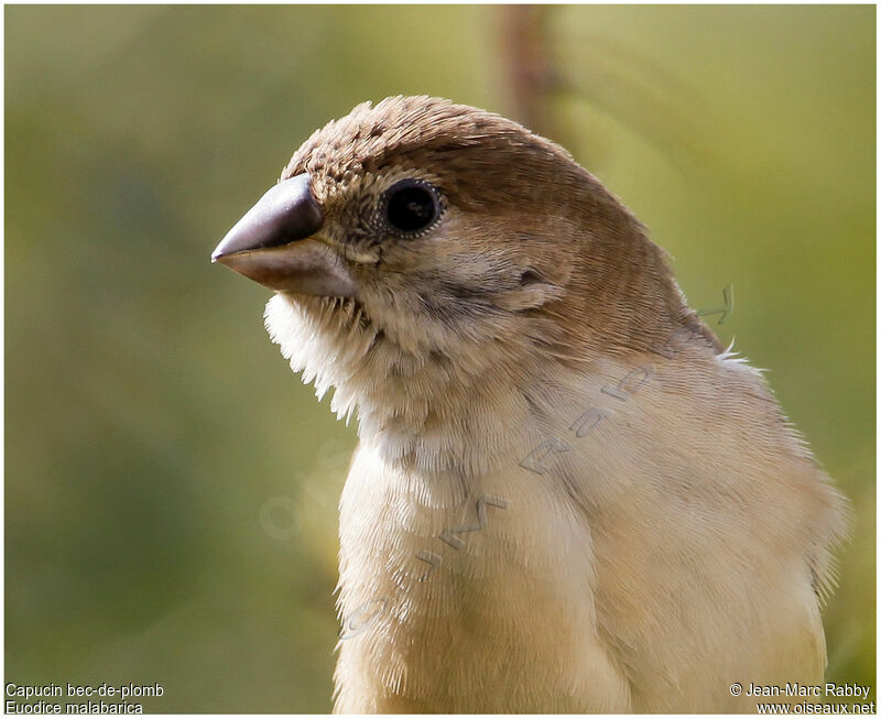 Indian Silverbill, identification