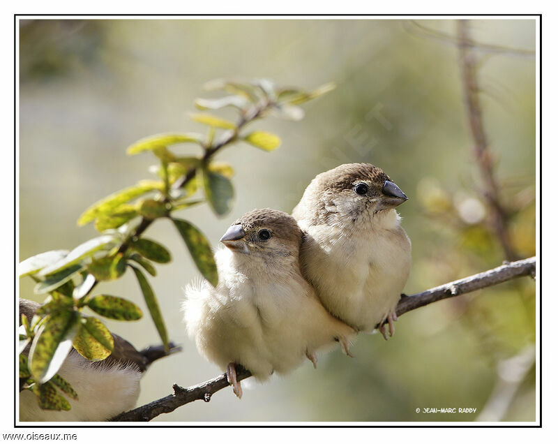 Indian Silverbill, identification, Behaviour