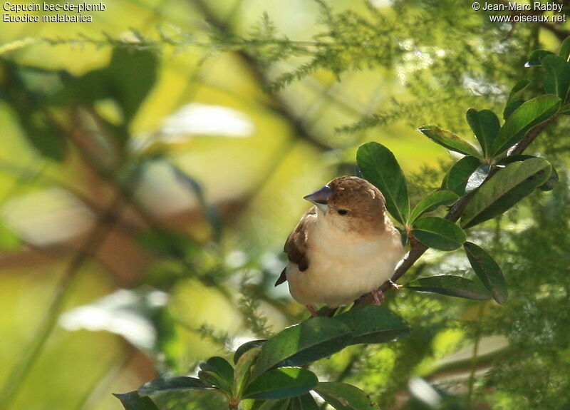 Indian Silverbill, identification