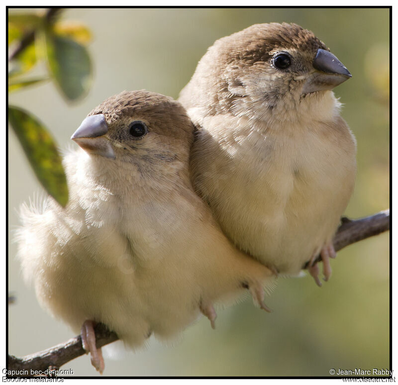 Indian Silverbill, identification