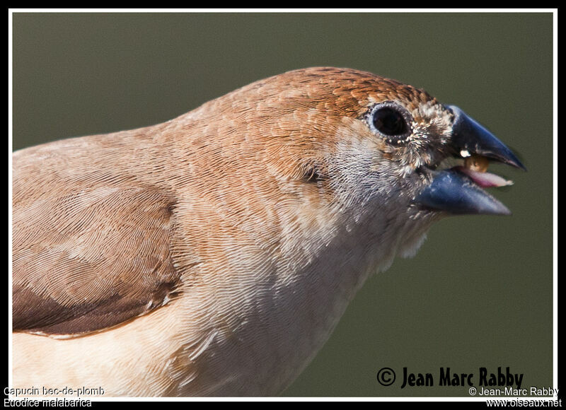 Indian Silverbill, identification