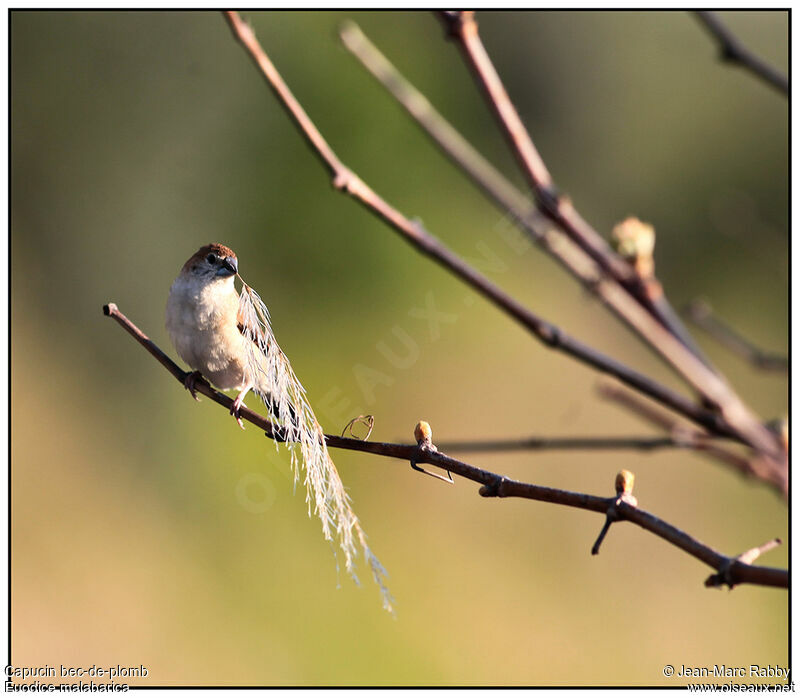 Indian Silverbill, identification