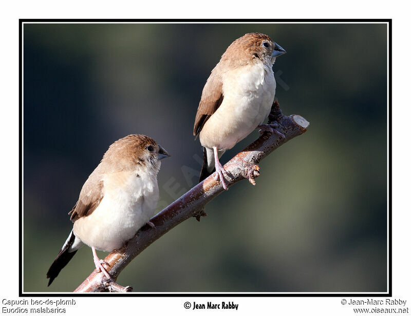 Indian Silverbill, identification