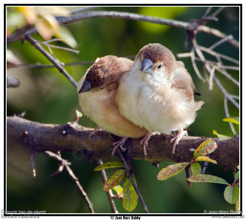 Indian Silverbill, identification