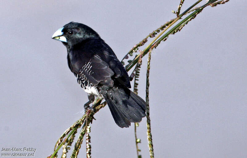 Black-and-white Mannikinadult, eats