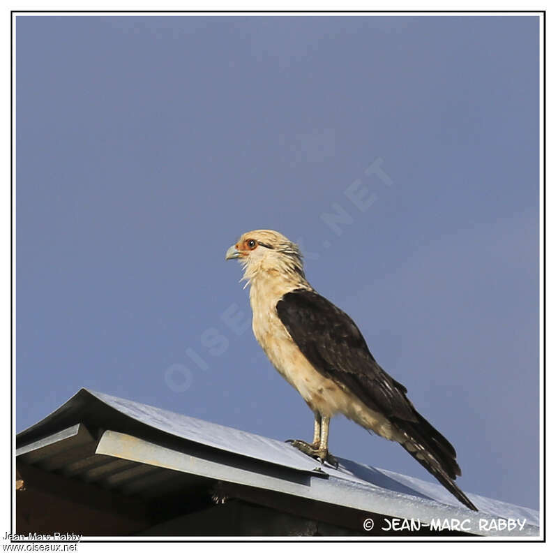 Caracara à tête jaune, identification