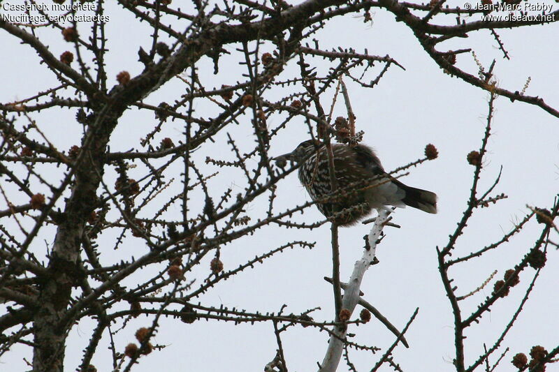 Spotted Nutcracker, identification