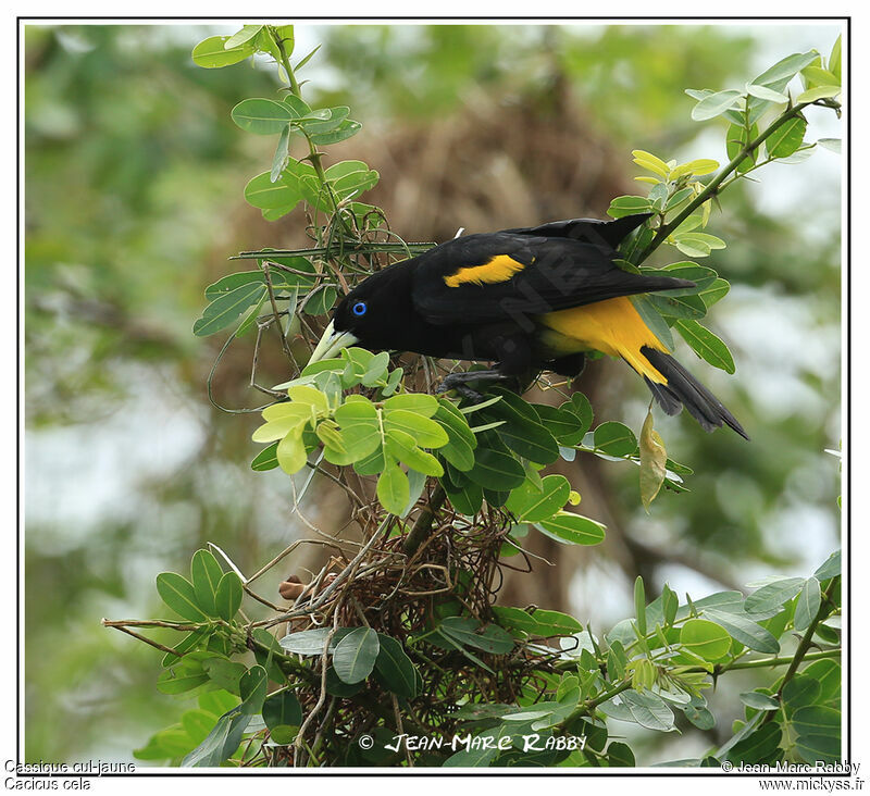 Cassique cul-jaune, identification