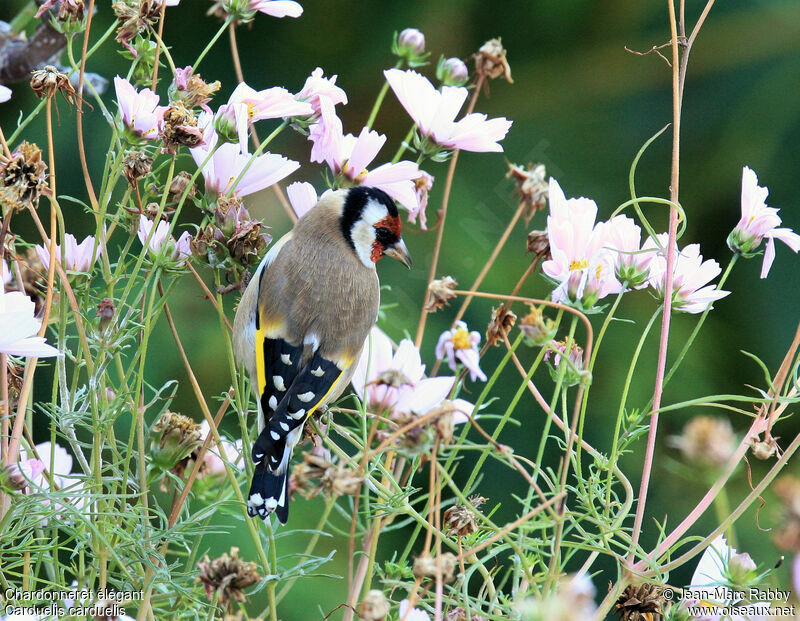 Chardonneret élégant, identification