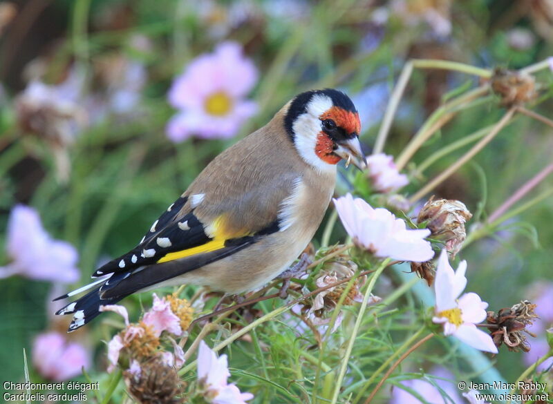 European Goldfinch, identification