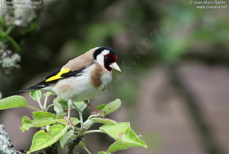 European Goldfinch, identification