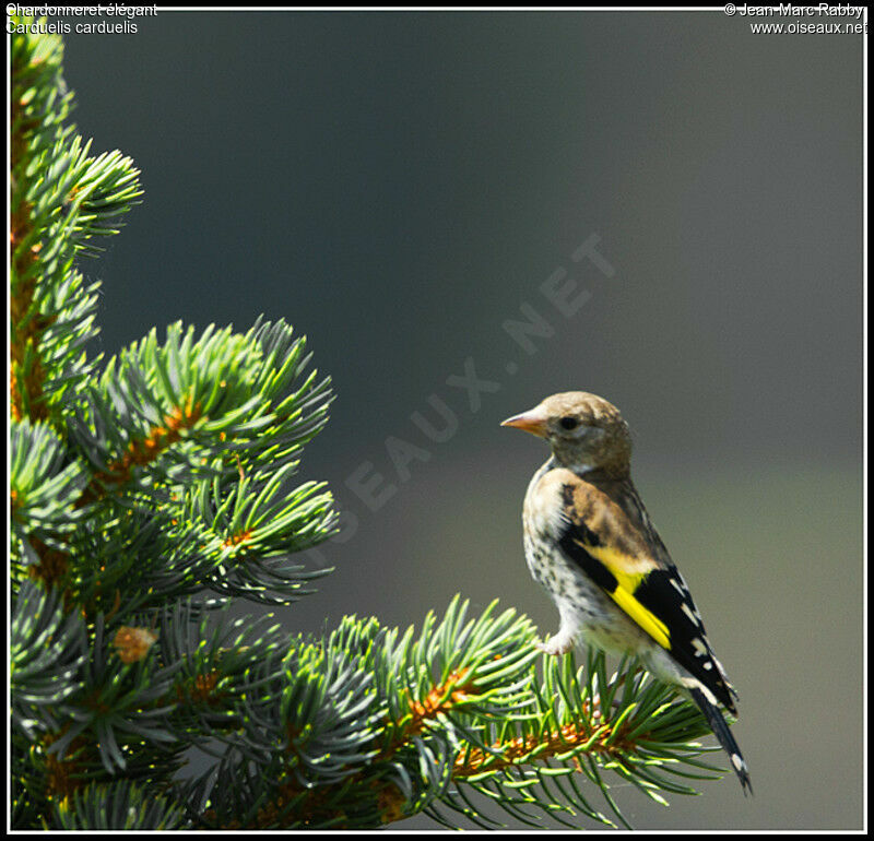 European Goldfinchjuvenile, identification