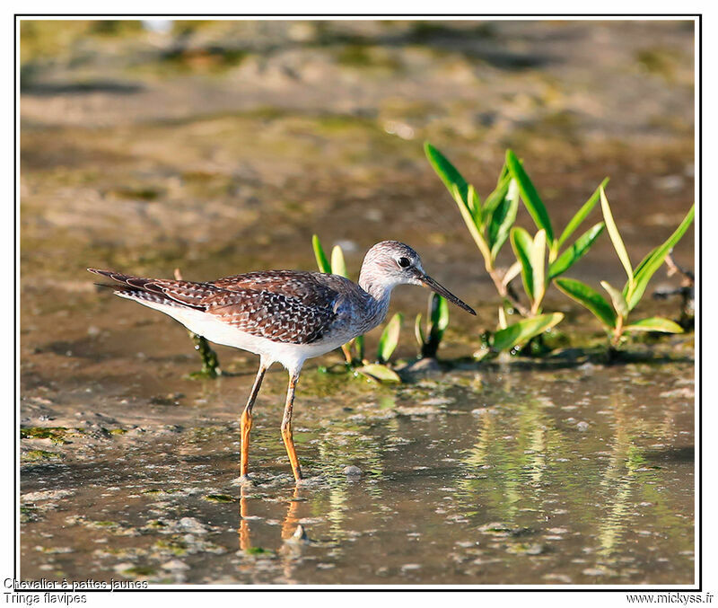 Lesser Yellowlegs, identification