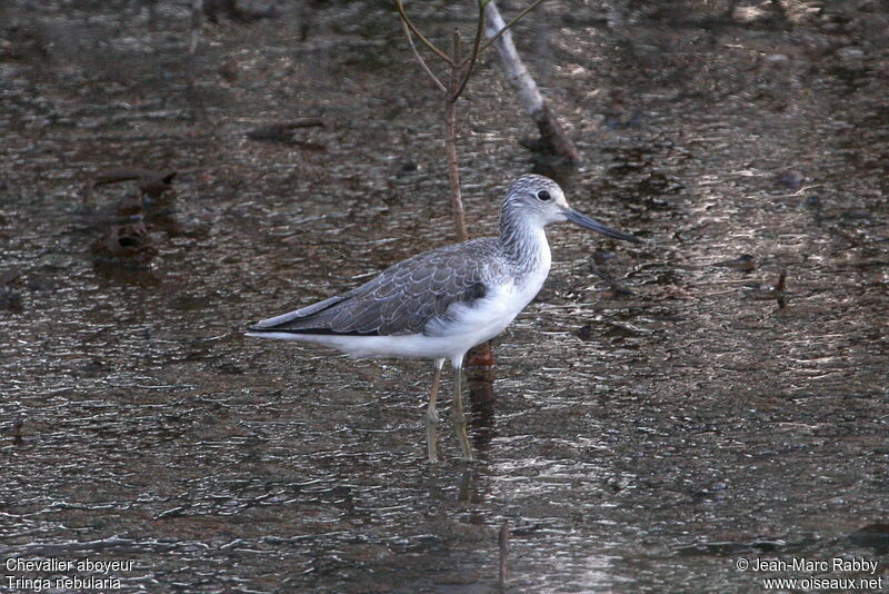 Common Greenshank