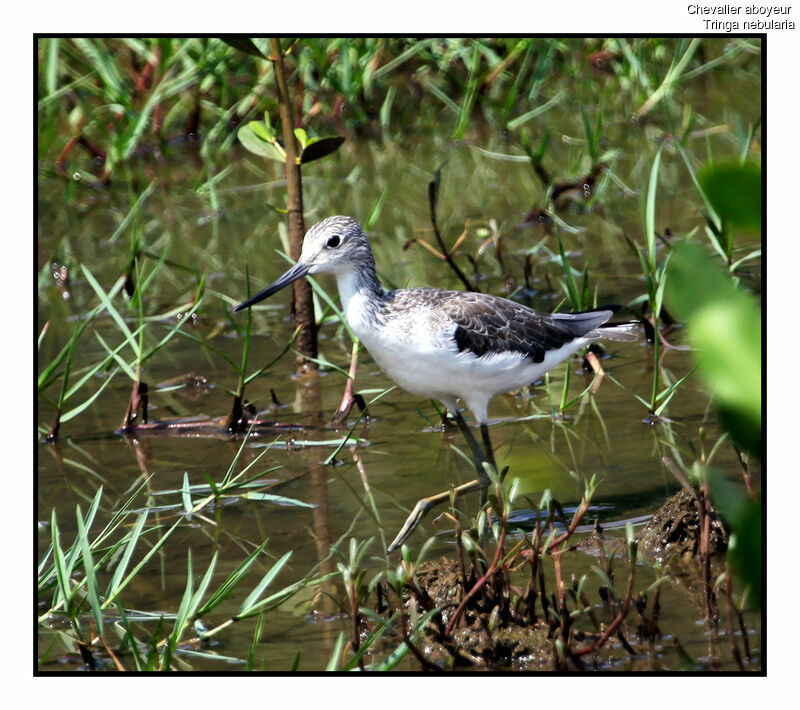 Common Greenshank, identification